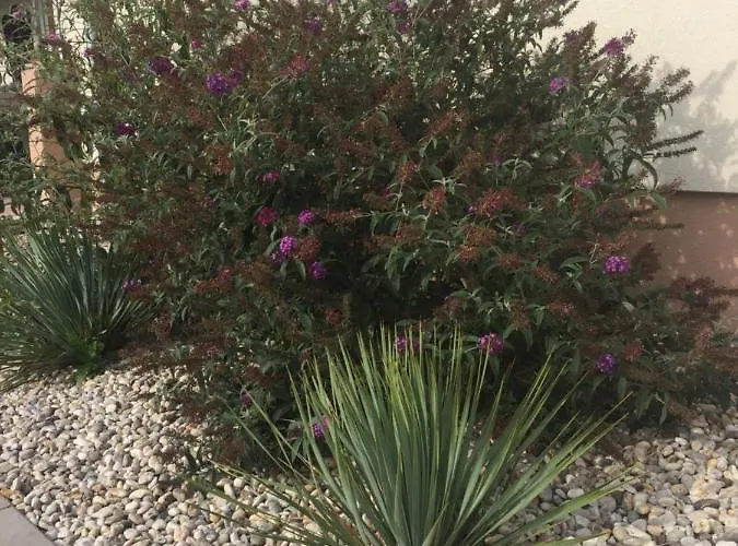 Silvia * Dunajská Streda