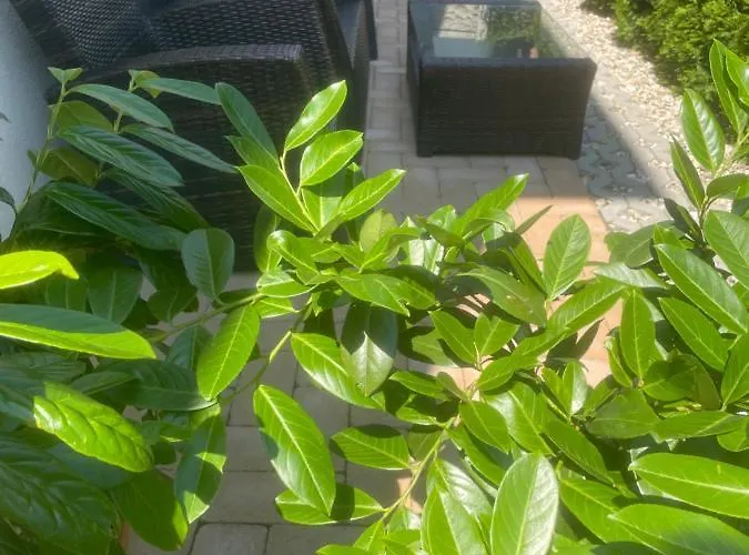 Appartamento Silvia *